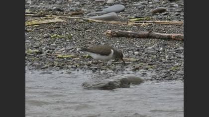 Common Sandpiper