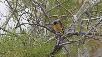 Common Redstart
