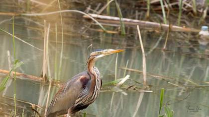 Purple Heron