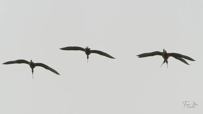 Glossy Ibis