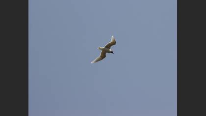 Mediterranean Gull
