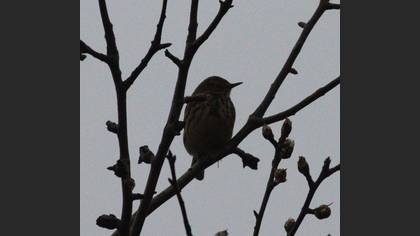 Meadow Pipit