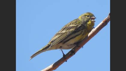 European Serin