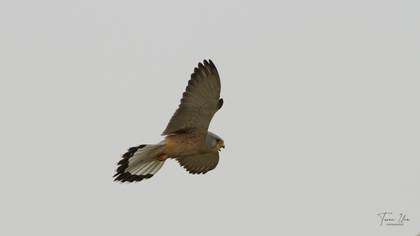 Lesser Kestrel