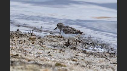 Little Stint