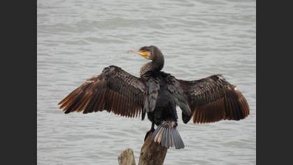 Great Cormorant