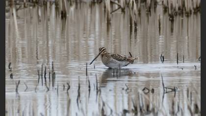 Common Snipe