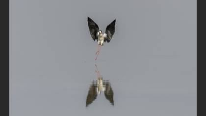 Black-winged Stilt