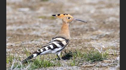 Common Hoopoe