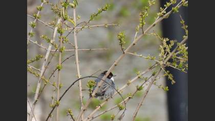 Sardinian Warbler