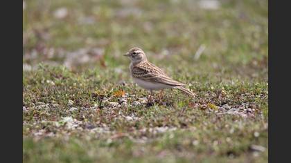 Greater Short-toed Lark