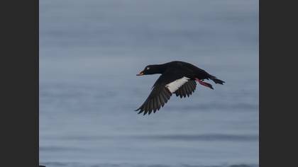 Velvet Scoter