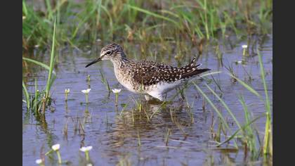 Wood Sandpiper