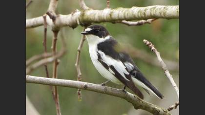 Semicollared Flycatcher