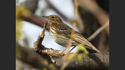 Tree Pipit