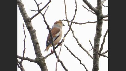Hawfinch