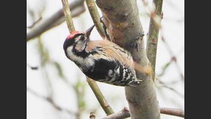 Lesser Spotted Woodpecker