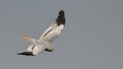 Montagu`s Harrier