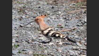 Common Hoopoe