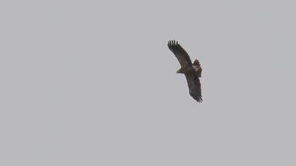 Lesser Spotted Eagle
