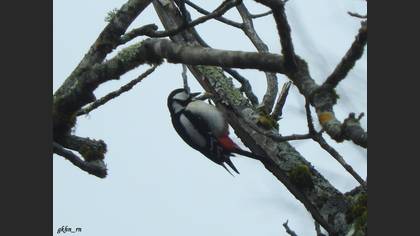 Great Spotted Woodpecker