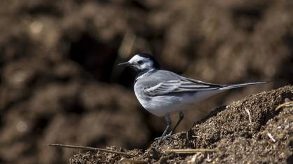 White Wagtail