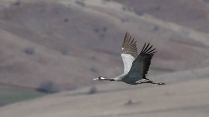 Common Crane
