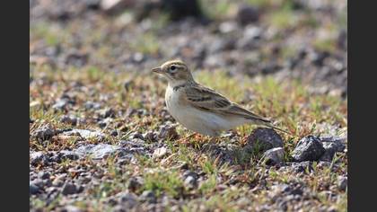 Greater Short-toed Lark