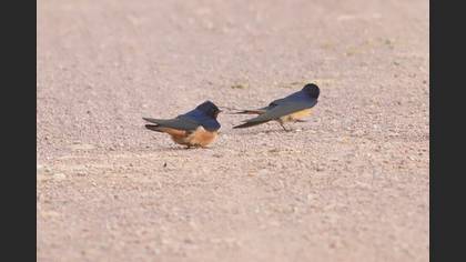 Barn Swallow