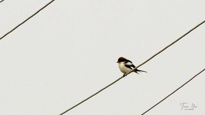 Woodchat Shrike