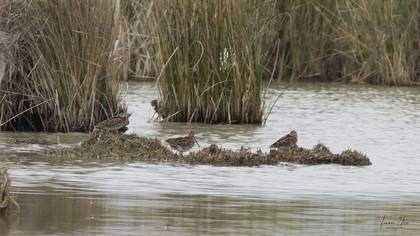 Common Snipe