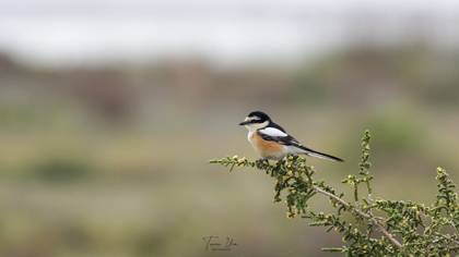 Masked Shrike