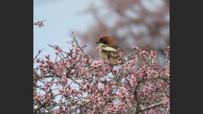 Woodchat Shrike