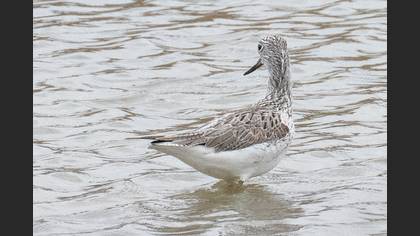 Common Greenshank