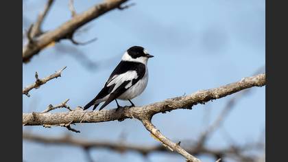 Collared Flycatcher