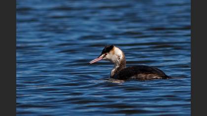 Great Crested Grebe