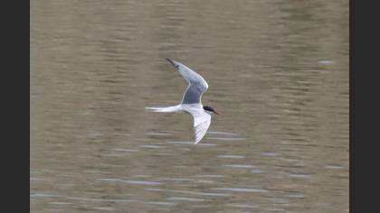 Common Tern
