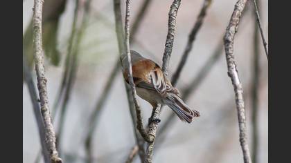Eurasian Penduline Tit
