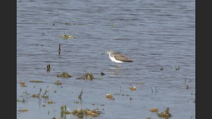 Common Greenshank