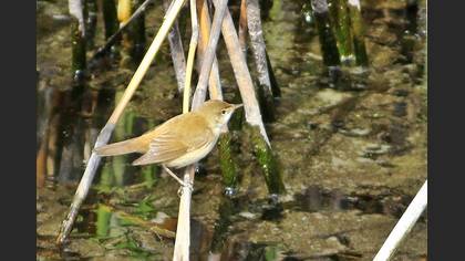 Common Reed Warbler