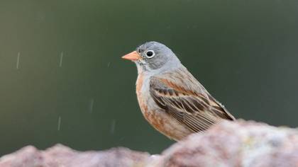 Grey-necked Bunting
