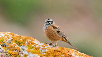 Rock Bunting