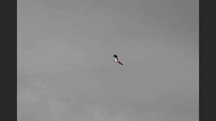 Northern Lapwing