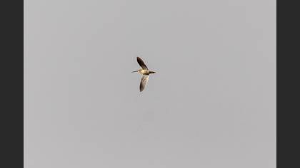 Common Snipe