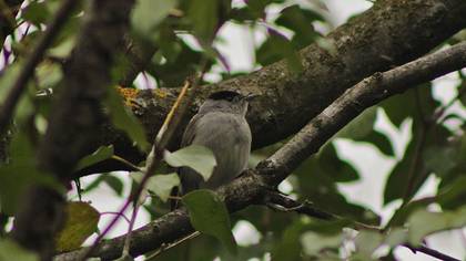 Eurasian Blackcap