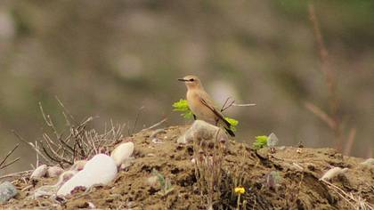Isabelline Wheatear