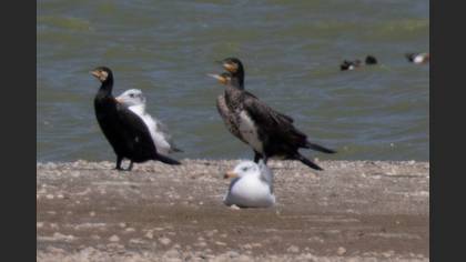 Pallas`s Gull