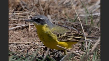 Western Yellow Wagtail