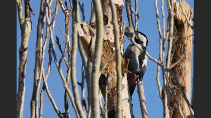 Syrian Woodpecker