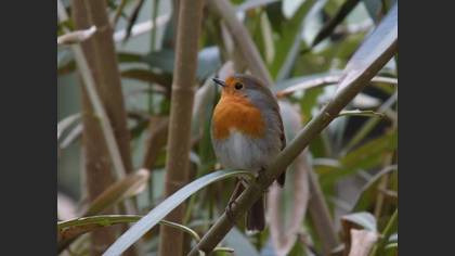 European Robin